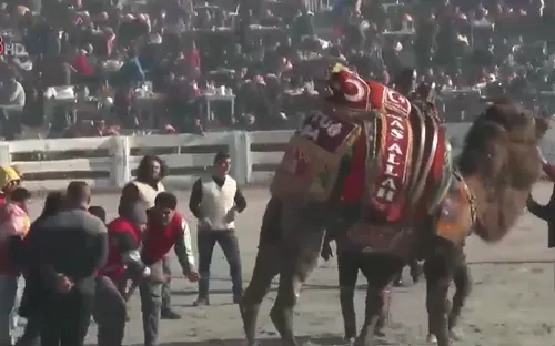 Thổ Nhĩ Kỳ: Sôi động lễ hội đấu lạc đà