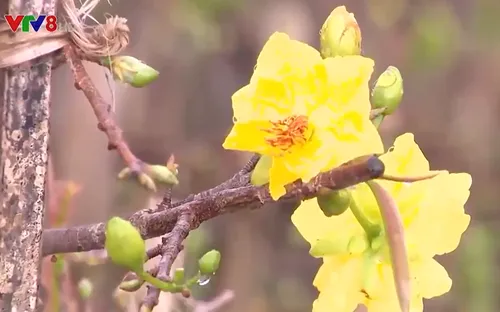 Vùng trồng mai lớn nhất miền Trung vắng khách