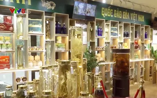 Lạm dụng thương hiệu "Quốc bảo" sâm Ngọc Linh