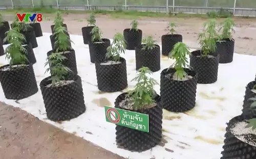 Quốc gia châu Á đầu tiên hợp pháp hóa cần sa