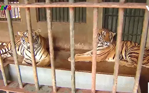 Nóng tình trạng buôn bán Hổ