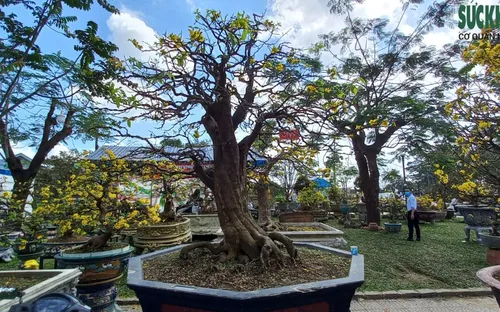 Cận cảnh cây mai được 'hét' giá gần 4 tỷ đồng tại chợ hoa xuân ở Huế