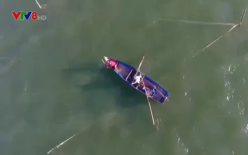 Mùa khai thác tôm đất của ngư dân Phú Yên