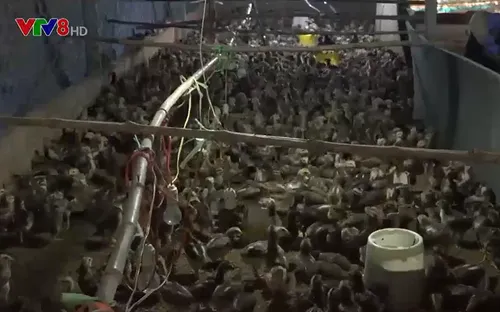 Phú Yên: Người dân ven sông Ba tái sản xuất sau lũ