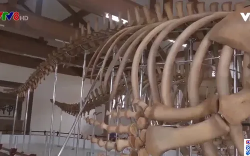 Phục dựng thành công 2 bộ xương cá voi 300 năm tuổi ở đảo Lý Sơn