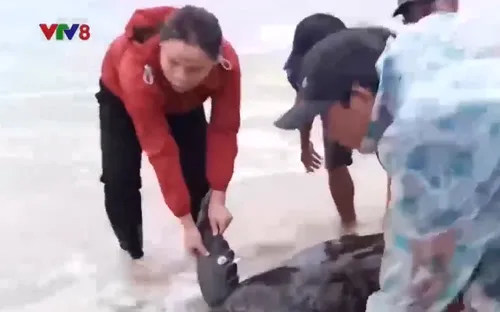 Phát hiện vích biển quý hiếm dạt vào bờ biển Quảng Trị