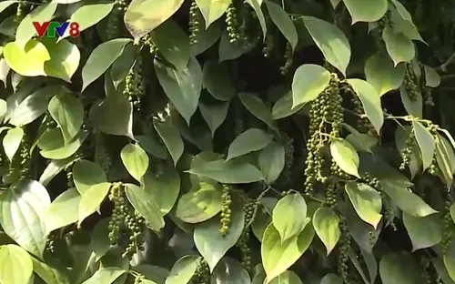 Tây Nguyên xây dựng nền kinh tế nông nghiệp bền vững