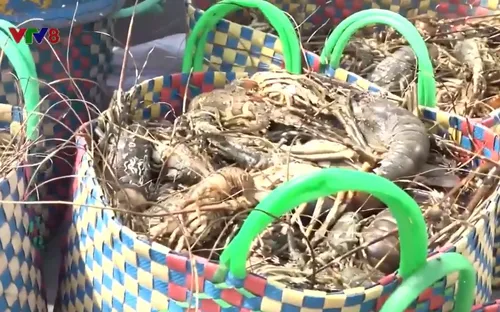 Phú Yên: Sau mưa lũ, người nuôi tôm hùm thiệt hại nặng