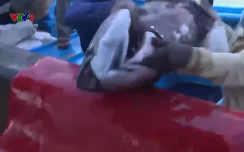 Phú Yên: Hơn 3 năm không có tàu cá vi phạm nước ngoài