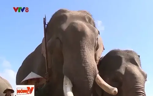 Nóng tình trạng buôn bán động vật hoang dã