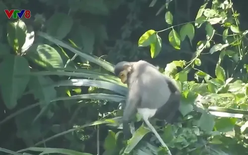 Phát triển du lịch gắn với bảo tồn đa dạng sinh học