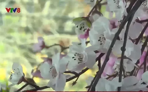 Tour du lịch xuất ngoại khởi sắc trở lại