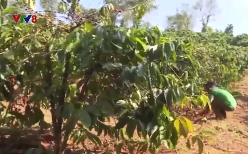Đắk Nông: Tăng cường cảnh giác trộm cắp cà phê mùa thu hoạch
