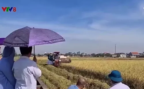 Hồi sinh hạt gạo "Tiến Vua"