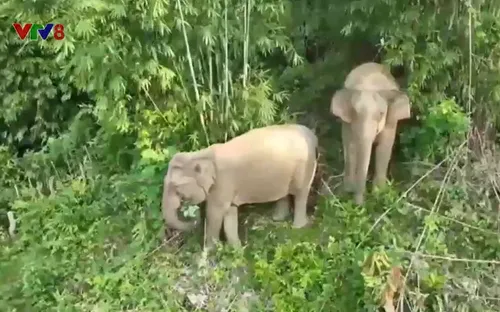 Nghệ An xuất hiện 2 con voi rừng gần nhà dân