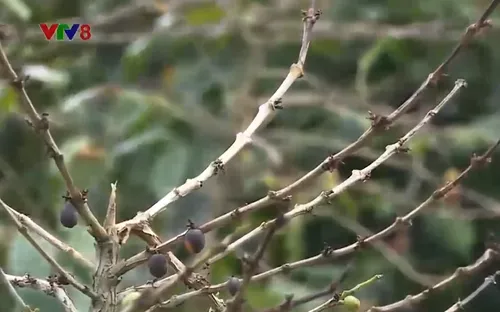 Vì sao sản lượng cà phê ở Quảng Trị thấp