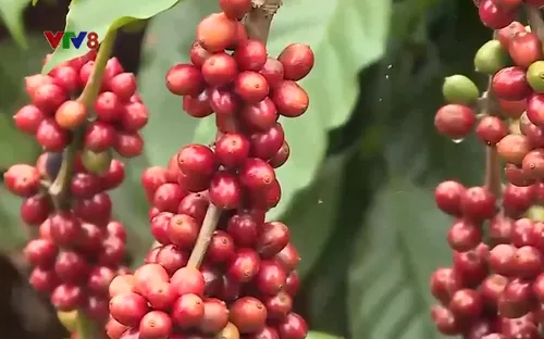 Khởi động quảng bá Lễ hội cà phê Buôn Ma Thuột