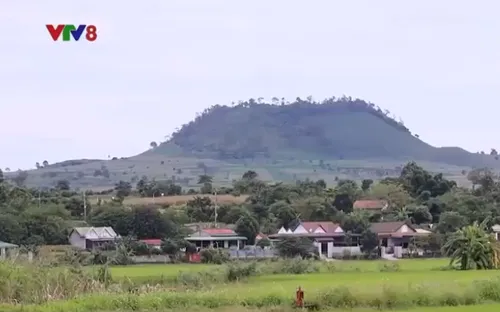 Trồng lúa Vietgap dưới chân núi lửa