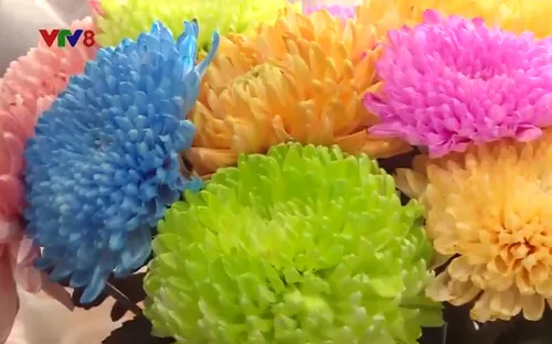 Đà Lạt: Hoa cúc nhuộm màu được giá