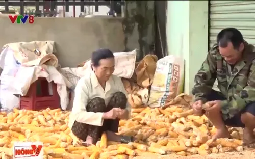 Vẫn còn nhiều người sập bẫy "việc nhẹ, lương cao"