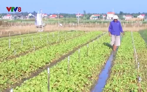 Nghệ An tập trung khôi phục sản xuất sau mưa lũ