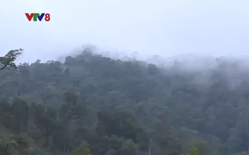 Những người giữ rừng ở khu bảo tồn Sao la Thừa Thiên Huế