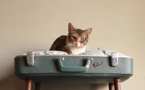 Thiết kế độc đáo chỗ ở cho thú cưng