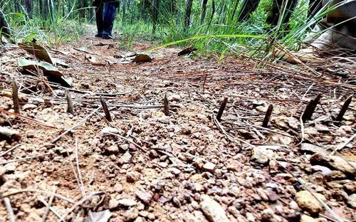 Điều tra vụ cán bộ kiểm lâm Lâm Đồng trúng đạn chì khi tuần tra