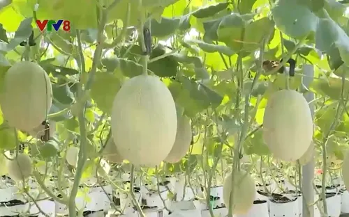 Mở rộng sản xuất nông sản hữu cơ đáp ứng xuất khẩu