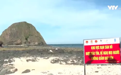 Bảo tồn hệ sinh thái san hô ven biển Phú Yên