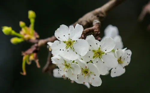 Hoa rừng “rục rịch” xuống phố đón Tết