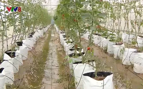 Mưa lớn gây nhiều thiệt hại tại tỉnh Nghệ An