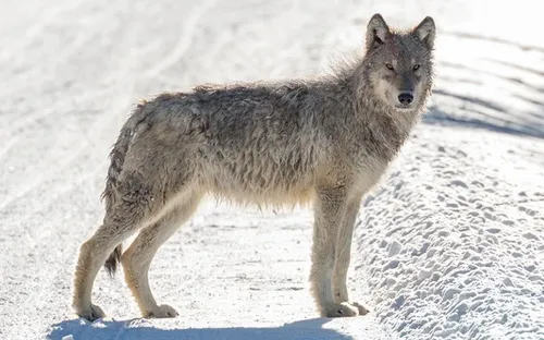 Nhiễm virus lạ, chú sói bỗng có đủ năng lực để trở thành sói đầu đàn