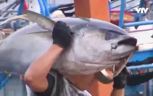 Nâng cao chất lượng cá ngừ đại dương bằng máy tạo xung làm ngất