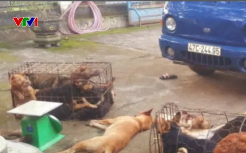 Đánh xe tải đi trộm chó, "bỏ của chạy lấy người" khi gặp công an