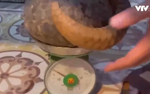 Quảng Nam triệt phá chuyên án mua bán động vật hoang dã trái phép