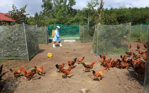 TP Hồ Chí Minh chủ động ngừa dịch cúm gia cầm