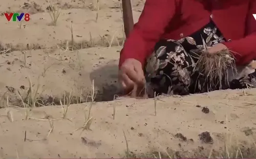 Hành kiệu chết nghi do thuốc Bảo vệ thực vật