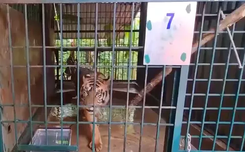 Cần có hướng xử lý 7 con hổ tại vườn quốc gia Phong Nha - Kẻ Bàng