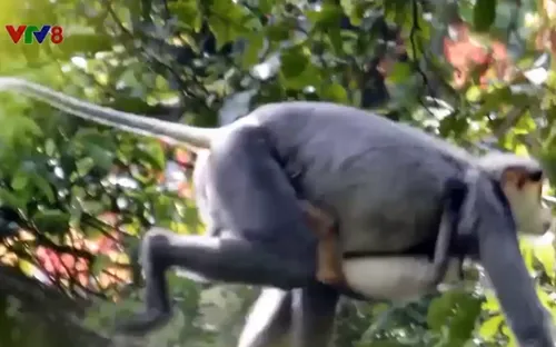 Cứu voọc chà vá chân xám trước nguy cơ tuyệt chủng