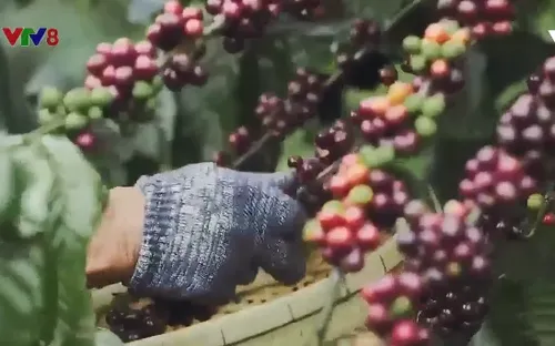 Góp ý Quy chế hoạt động của Ban giám khảo cuộc thi video clip giới thiệu về cà phê Buôn Ma Thuột