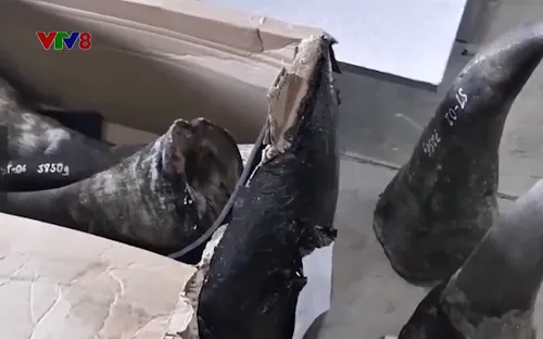 Đà Nẵng phá vụ án buôn lậu động vật hoang dã lớn nhất từ trước đến nay