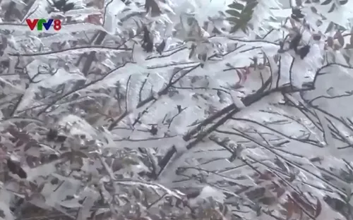 Chủ động đối phó đợt rét sâu nhất từ đầu mùa