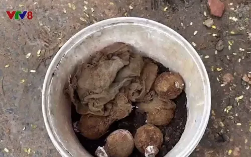 Phát hiện 10 quả lựu đạn khi đang thi công vỉa hè