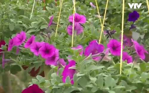 Quảng Ngãi: Nhiều nông dân đã bán hết hoa Tết tại vườn