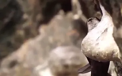 Cơ hội xuất khẩu yến sào sang Trung Quốc