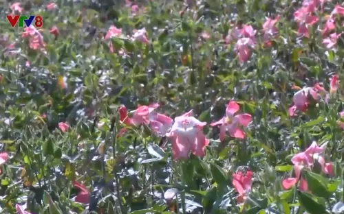 Đẩy mạnh nghiên cứu các loại cây dược liệu đặc hữu