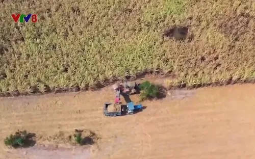 Phú Yên khai trương vụ ép  mía 2022-2023