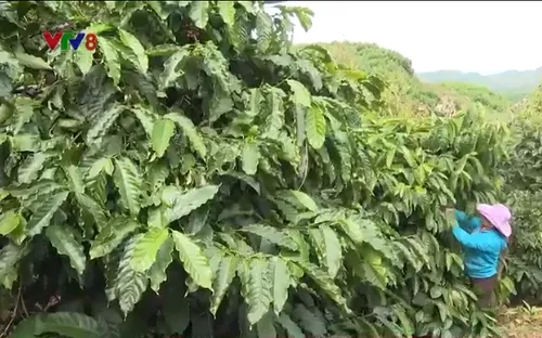 Đắk Nông: Cuộc sống mới của những người di cư tự do