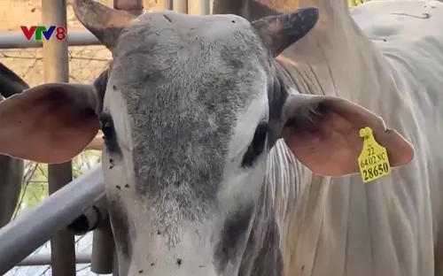 Bò nhập ngoại đường bộ và những nghi vấn